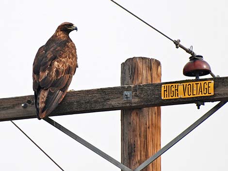 Golden Eagle (Aquila chrysaetos)