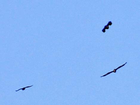 Golden Eagle (Aquila chrysaetos)