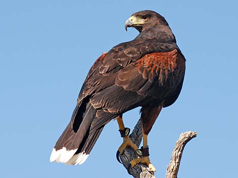 Harris' Hawk (Parabuteo unicinctus)