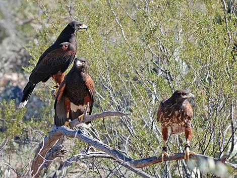 Harris' Hawk (Parabuteo unicinctus)