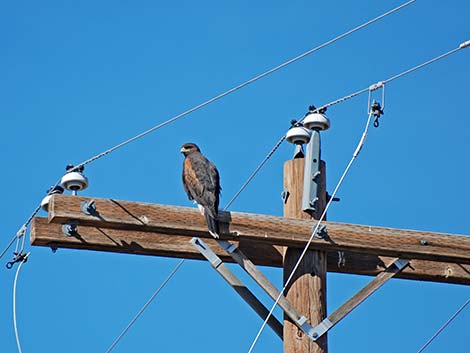 Harris' Hawk (Parabuteo unicinctus)