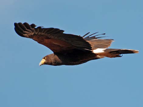 Harris' Hawk (Parabuteo unicinctus)