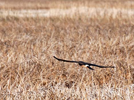 Northern Harrier (Circus cyaneus)