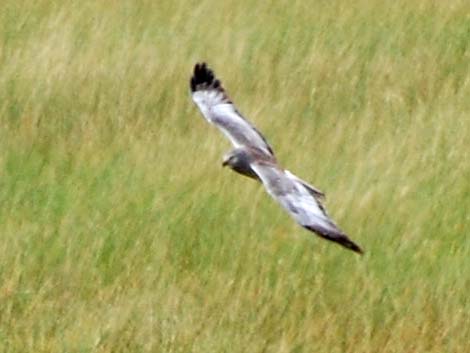 Northern Harrier (Circus cyaneus)