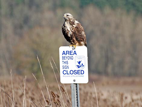 Rough-legged Hawk (Buteo lagopus)