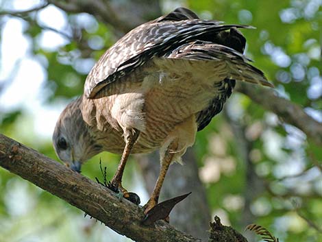 Red-shouldered Hawk (Buteo lineatus)