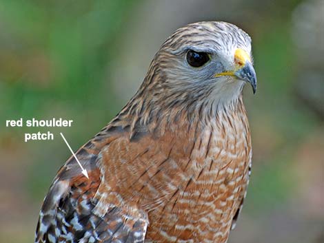 Red-shouldered Hawk (Buteo lineatus)