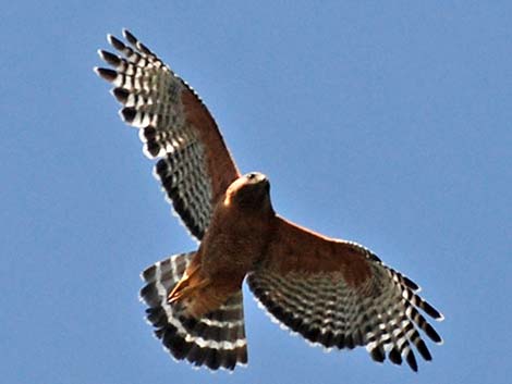 Red-shouldered Hawk (Buteo lineatus)