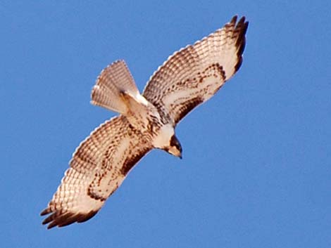 Red-tailed Hawk (Buteo jamaicensis)