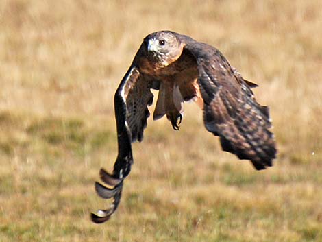 Red-tailed Hawk (Buteo jamaicensis)