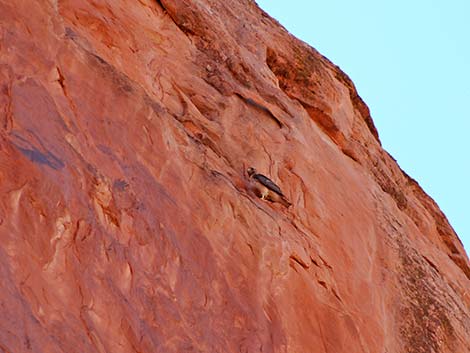 Red-tailed Hawk (Buteo jamaicensis)