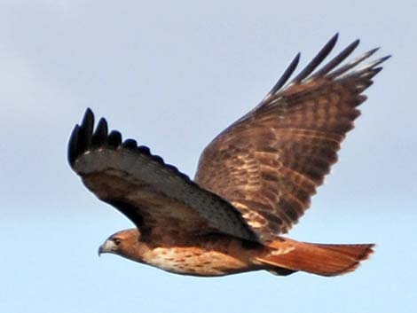 Red-tailed Hawk