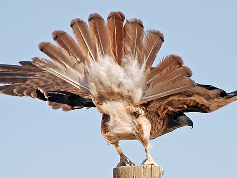 Red-tailed Hawk (Buteo jamaicensis)