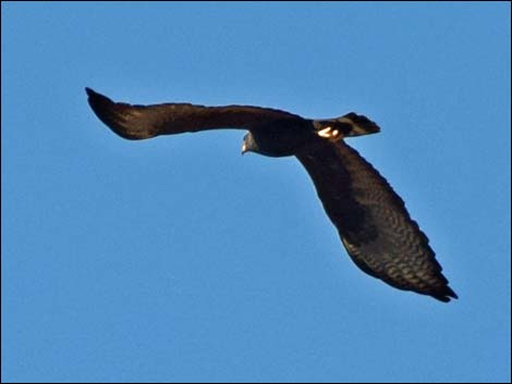 Zone-tailed Hawk (Buteo albonotatus)