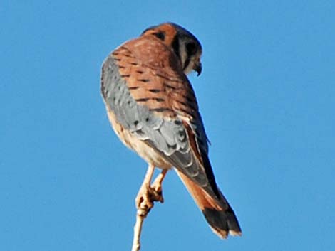 American Kestrel (Falco sparverius)