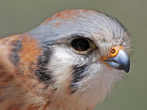 American Kestrel (Falco sparverius)