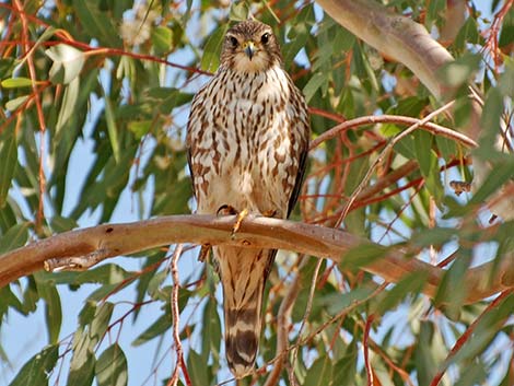 Merlin (Falco columbarius)