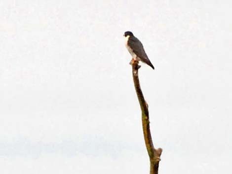 Peregrine Falcon (Falco peregrinus)