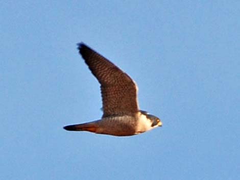 Peregrine Falcon (Falco peregrinus)