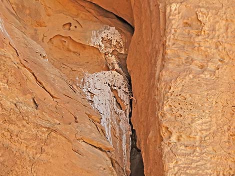 Prairie Falcon (Falco mexicanus)