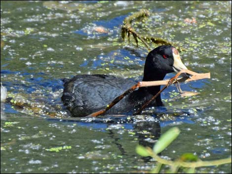 American Coot (Fulica americana)