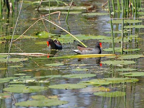 Common Gallinule (Gallinula galeata)