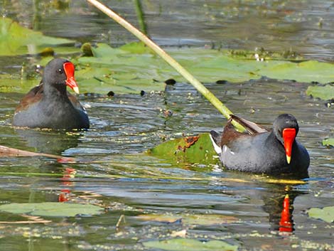 Common Gallinule (Gallinula galeata)