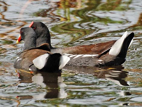 Common Gallinule (Gallinula galeata)