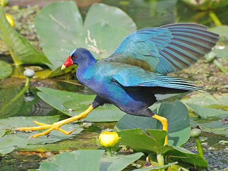 Purple Gallinule (Porphyrio martinicus)