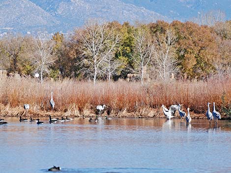 Sandhill Crane (Grus canadensis)