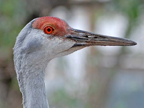 Sandhill Crane (Grus canadensis)