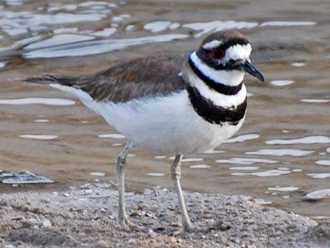 Killdeer (Charadrius vociferus)