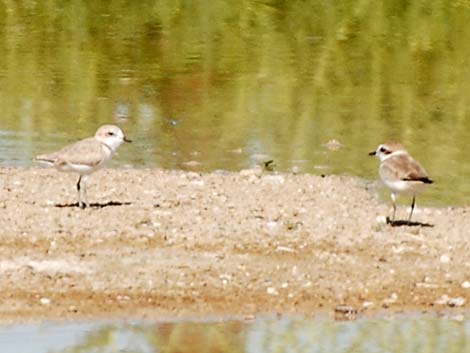 Snowy Plover (Charadrius nivosus)