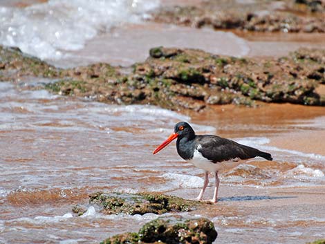 American Oystercatcher (Haematopus palliatus)