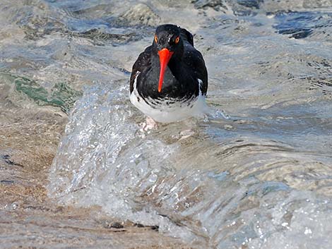 American Oystercatcher (Haematopus palliatus)