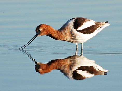 American Avocet (Recurvirostra americana)