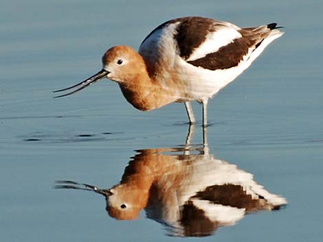 American Avocet (Recurvirostra americana)