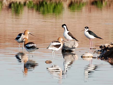 American Avocet (Recurvirostra americana)