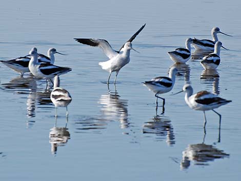 American Avocet (Recurvirostra americana)