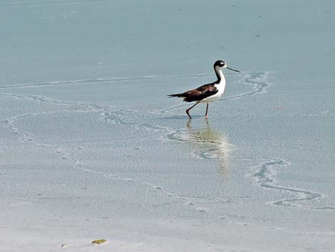 Black-necked Stilt (Himantopus mexicanus)