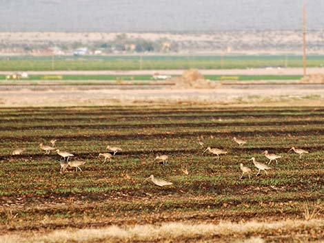 Long-billed Curlew (Numenius americanus)