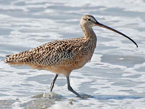 Long-billed Curlew (Numenius americanus)