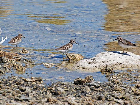 Least Sandpiper (Calidris minutilla)