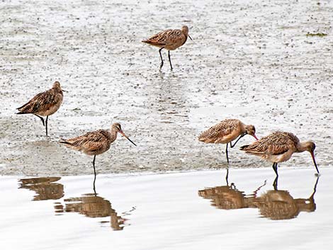 Marbled Godwit (Limosa fedoa)