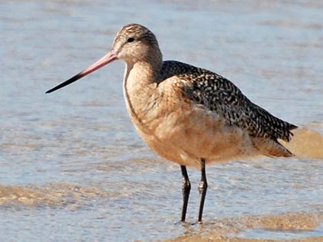 Marbled Godwit (Limosa fedoa)