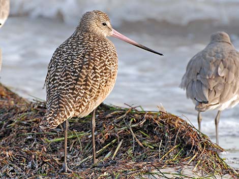 Marbled Godwit (Limosa fedoa)