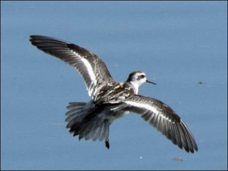 Red-necked Phalarope (Phalaropus lobatus)