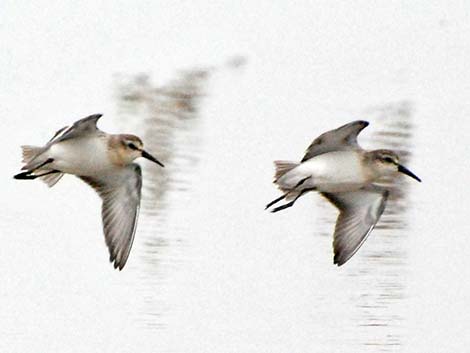 Sanderling (Calidris alba)