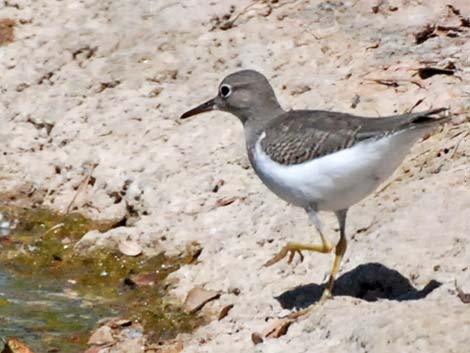 Spotted Sandpiper (Actitis macularius)