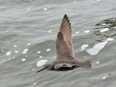 Wandering Tattler (Heteroscelus incanus)